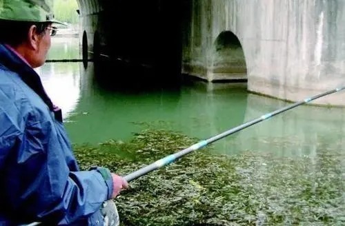 垂钓大师分享找鱼窝技巧,鱼儿在窝惊都惊不走!太过瘾了