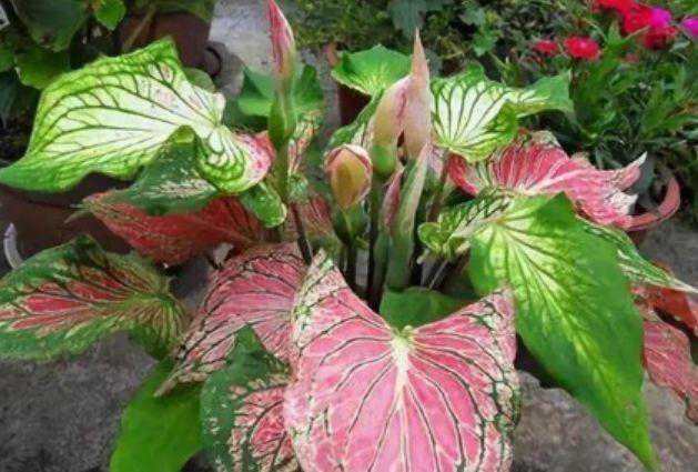 最有仙气的5种花,迷人的花朵,开满整个花盆,快养起来吧!