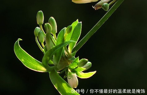 家养吊兰总是长不好用上这些小东西,蹭蹭止不住的长