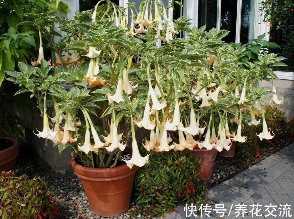 5种长相奇特的开花植物，南北地区都有合适的品种可选