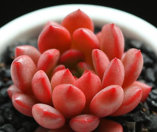 光照|5月种下这几种多肉,皮实好养不怕热,35摄氏度照样生机勃勃