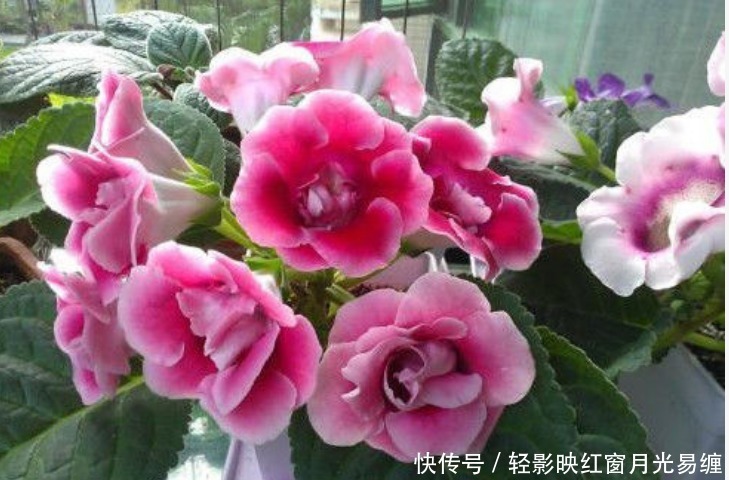 “4种花”是爆盆能手,懒人新手都能养好,美不胜收,开花百花园