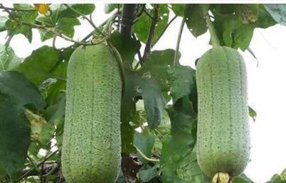 番茄|爱美的女性担心变老，不妨多吃的食物，延缓衰老，清理身体毒素