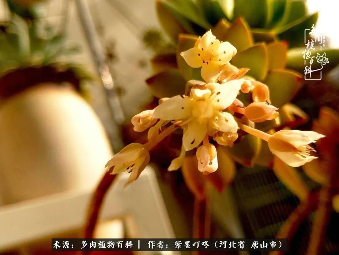 从平凡中寻找美感,从噪杂中寻找宁静——多肉给予我的心灵疗愈!