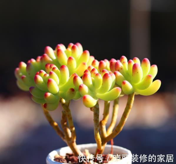 秋天养盆多肉乙女心,叶片红润通透,养成群生小老桩,美极了