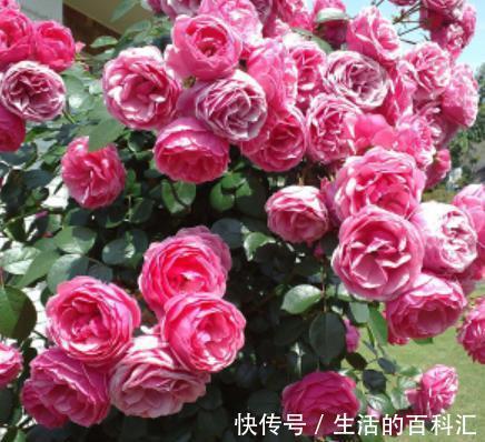 观赏价值|盘点8款经典的藤本月季,长势旺盛开花美,养一株开出花瀑布