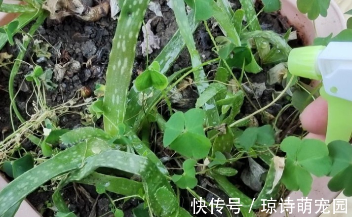 别花钱买生根水给植物泡了,拿这些代替,既有趣又实用