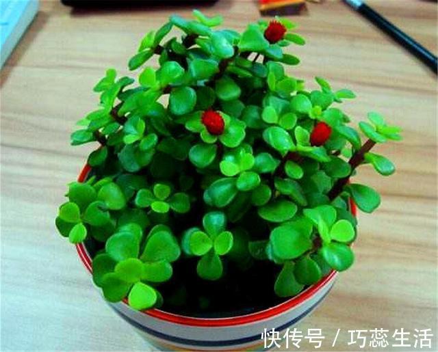 老桩|养金枝玉叶,学会这“3招”,叶子肥厚翠绿,枝干粗壮变老桩