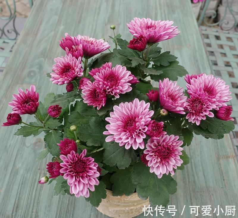 兰花|这6种好活的高颜值植物,老人最爱在家养殖