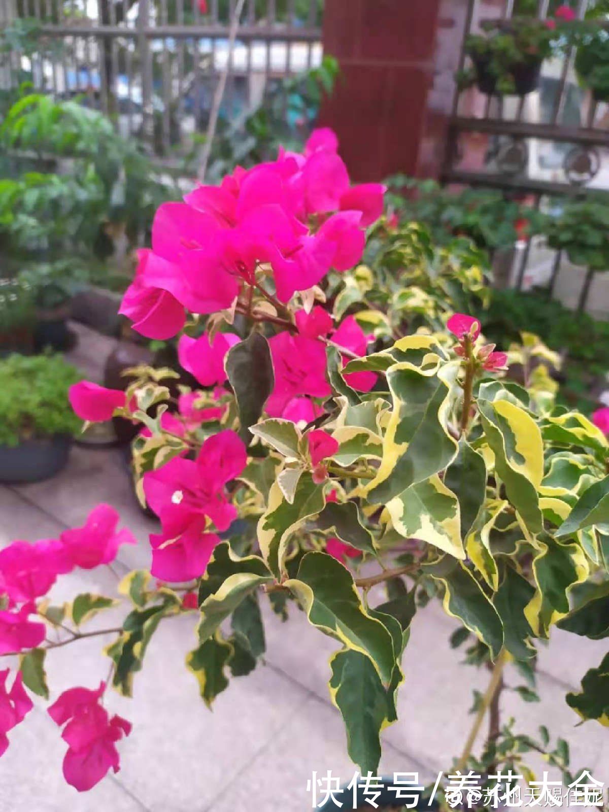 花友们|三角梅买来不会养,“5步法”教你养护,变成“别人家的三角梅”