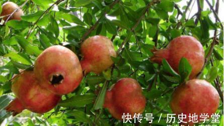 石榴皮|石榴全身都是宝,一个等于7味药,秋季多吃,生津、美容、护血管