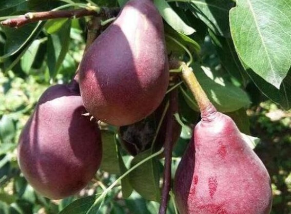 红梨|一种可以吸着吃的梨,受到很多人的喜欢,来了解一下