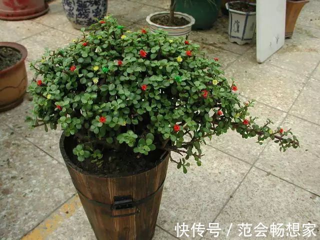 枝条|家里有金枝玉叶的来看看,一分钟学会怎么给金枝玉叶修剪造型