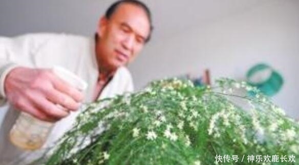 文竹|张大爷养“文竹”, 只浇“2种水”, 长出“满天星”, 效果超好!