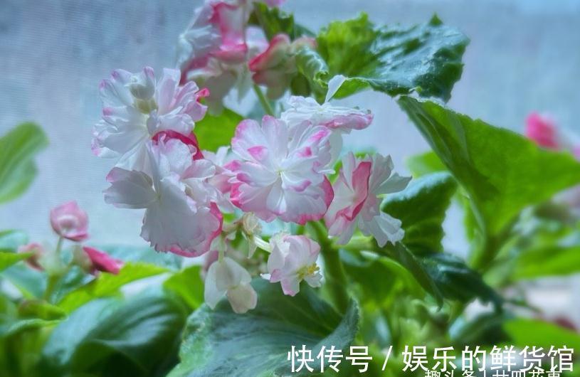 红掌|4种“懒人花”，适合“上班狗”，不用费时打理，好看好养好开花