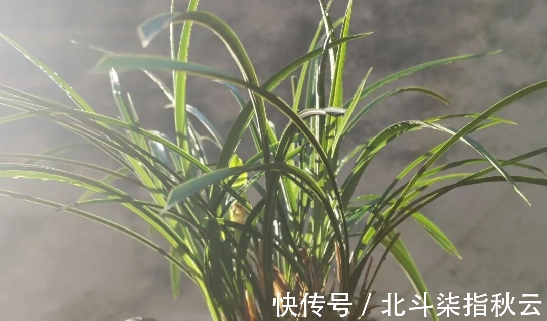 兰花要挤着长,所以不要使用大花盆?别再被误导了