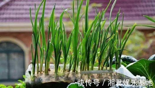 蔬菜|空油桶别扔了,剪一刀在阳台种菜,不用再买菜,一家人1年吃不完