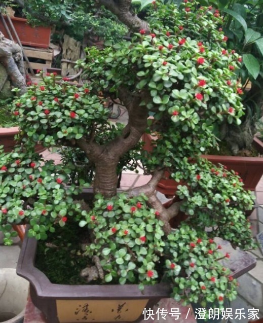 木质化|金枝玉叶如何养平时给予3个条件,枝干变得木质化,3年成老桩