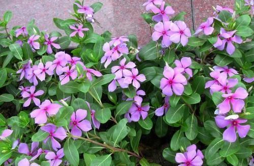 养花不死，全靠盆土，用这个土养花，能活几十年