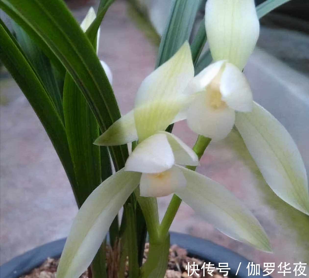 兰花|它在兰花界火了30年,花大如盆,冰魂雪魄,兰香浓郁,珍贵又稀少