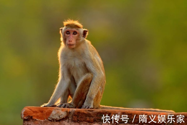 桃花|不出2天，属猴人会遇见下面1个人，是你命中最大的贵人！