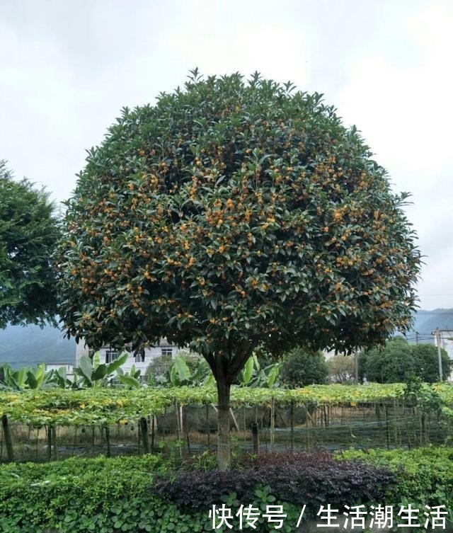 50年的桂花树,卖了5万块钱,大家觉得值吗!