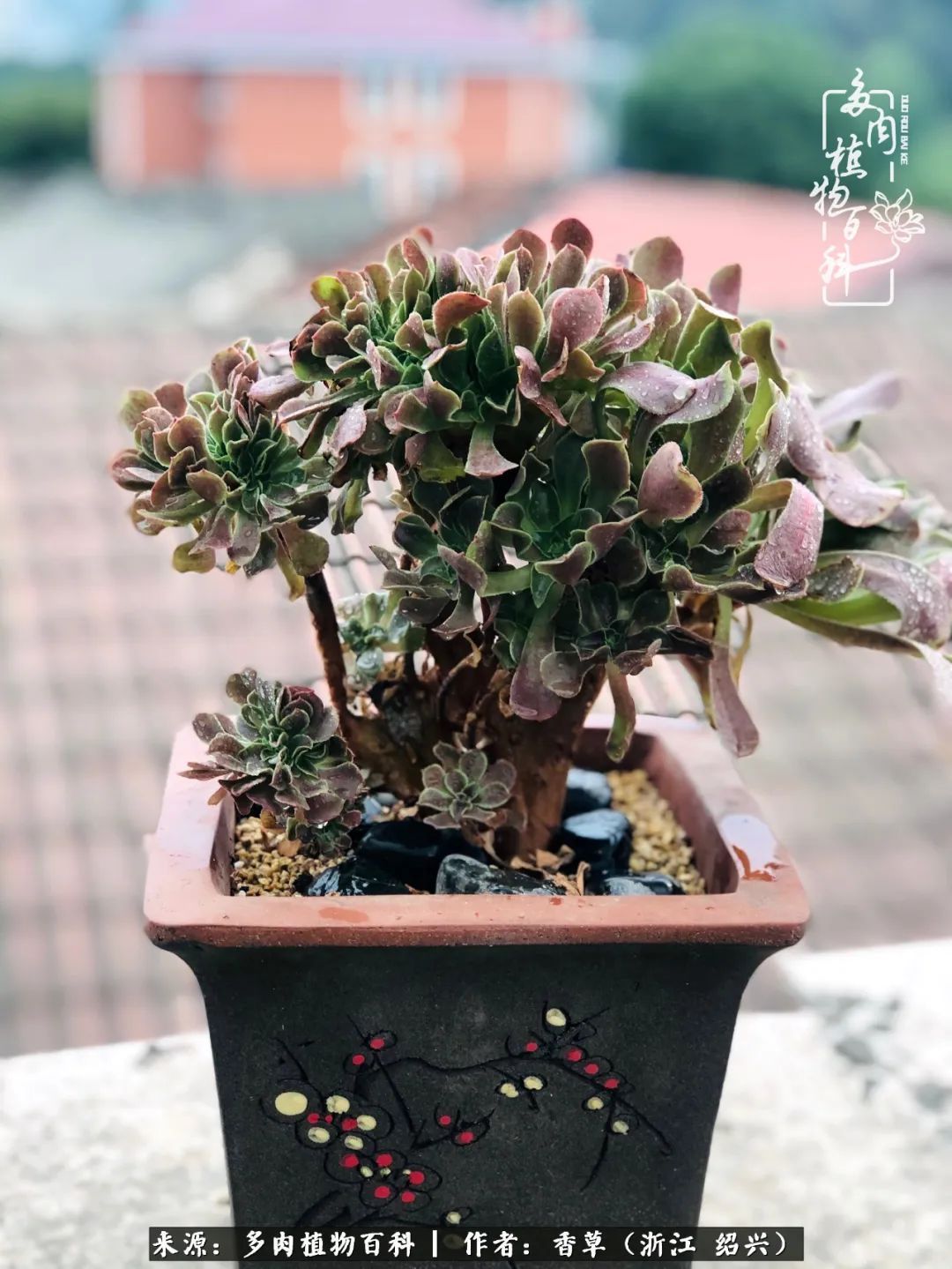 阳台上的一亩三分地,我愿与你一起,与时光媲美!