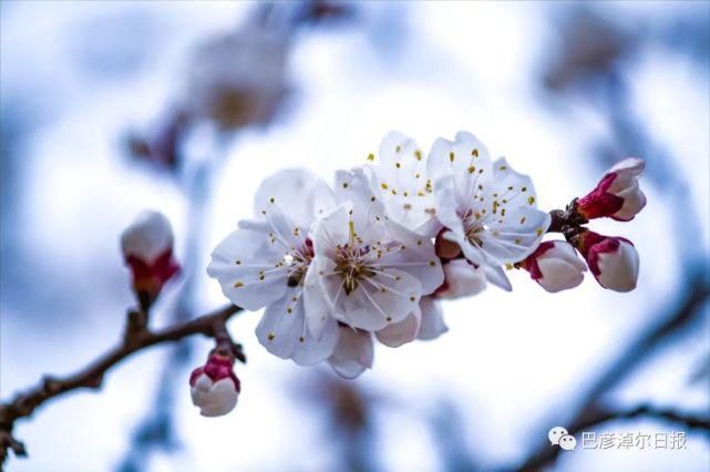 杏花迎春开，如此美景，你打卡了吗？