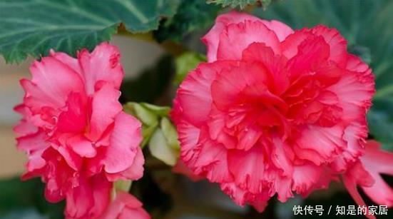 美过|其貌不扬,长得比土豆还丑的根块,却开出美过牡丹、月季的花朵