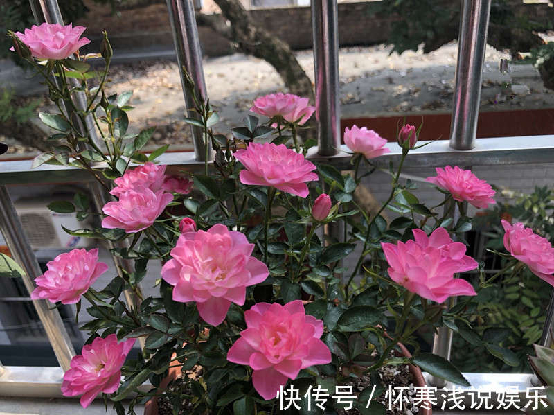 开花|此花号称“开花机器”，居家盆栽牢记4点，开花繁殖能力特强