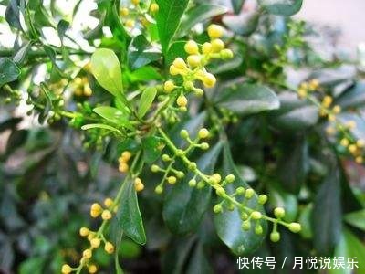 米兰哗哗掉叶子几种错误别再犯,不然秃的只剩杆!