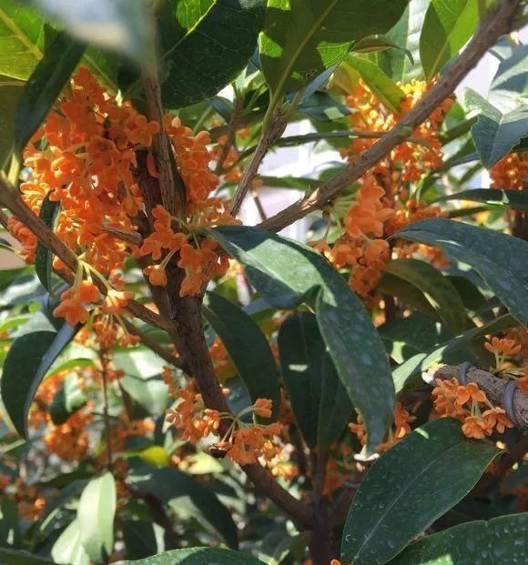 院子里别乱种树，海棠“富贵满堂”，桂花“出贵子”，旺运添福