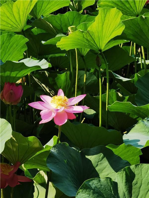 纳暑|夏日探景｜打卡长春友谊公园