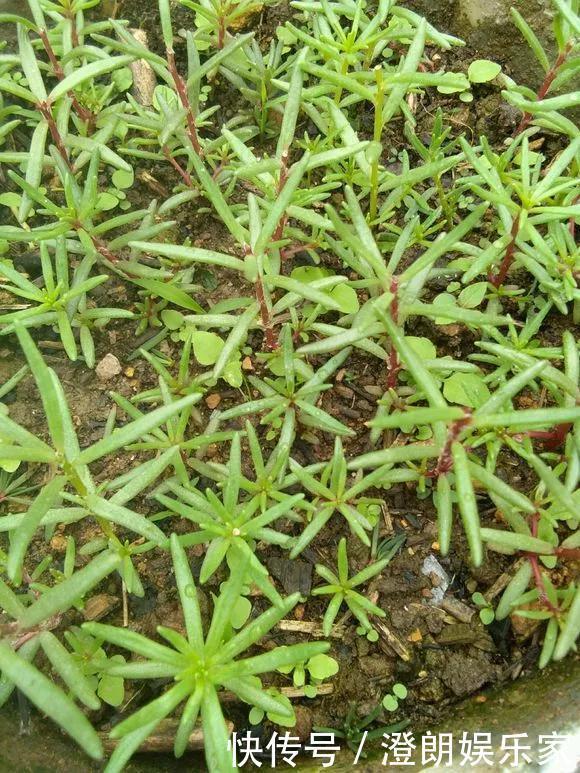 5种花快扦插,生根超快,1周长出大白根,新手也能插得活