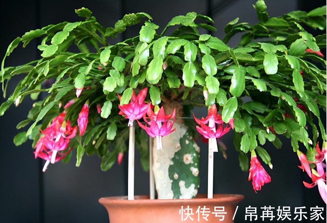 花草|给君子兰、蟹爪兰喝2种“免费饮料”,坚持2个月,就能花开爆盆