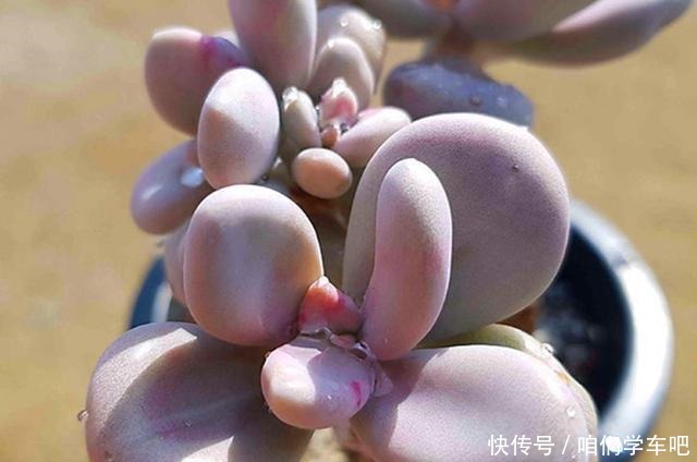 多肉植物里的“六大美人”,我家养了几棵,有些确实难养!