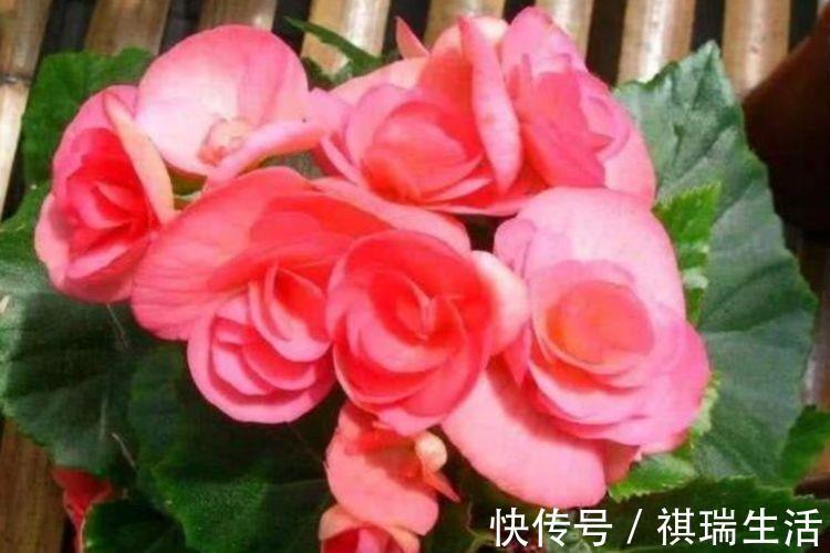 仙客来|4种花是爆盆能手，繁花似锦别致又漂亮