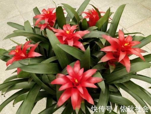 家里养3种“镇宅花”,寓意极好,全家兴旺,特别是第二种!