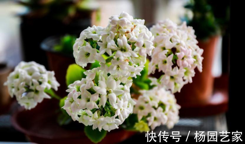 秋天养花怕出现“空盆”？做好4件事，植株有精神，枝叶绿