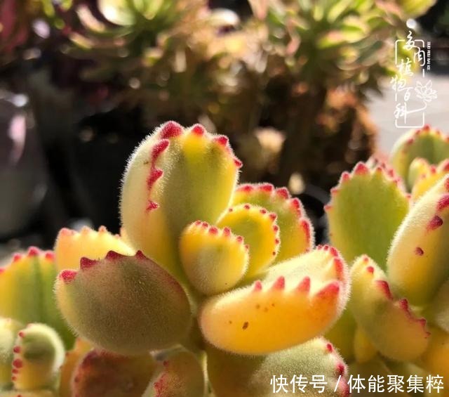 在茜的多肉小院里,花时间种快乐!在茜的多肉小院里,花时间种快乐!