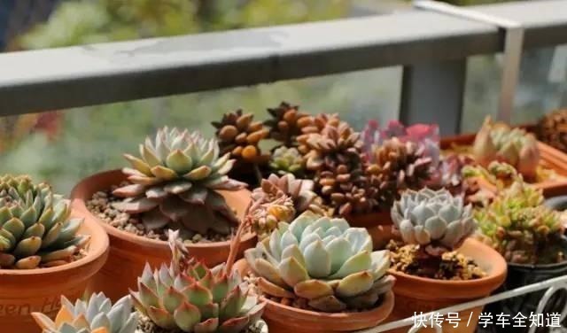 多肉植物“夏天”太难养把握“3点技巧”,丢窗台就很美!