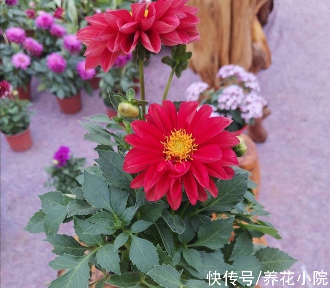 植株|院子里养1种花，开花硕大美艳，花期又长