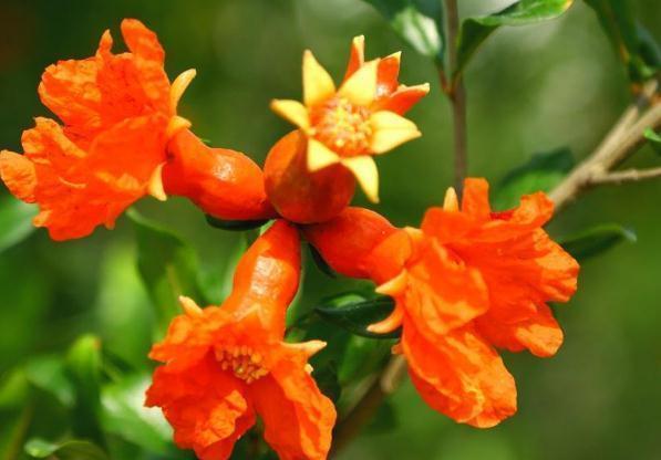 养护|春节过后在家养护花卉，花美色艳，花量大不操心，越养越喜欢