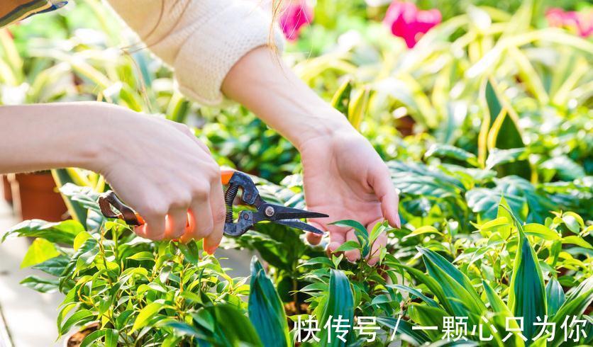 养花干货第六期，8个坏习惯会让你成为花卉杀手，你占几个