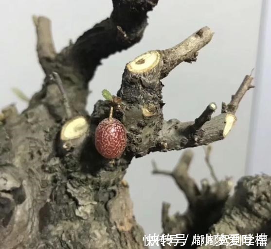 羊奶果|满山都是“羊奶果”,不能错过的盆景树种,做成盆景别具一格!