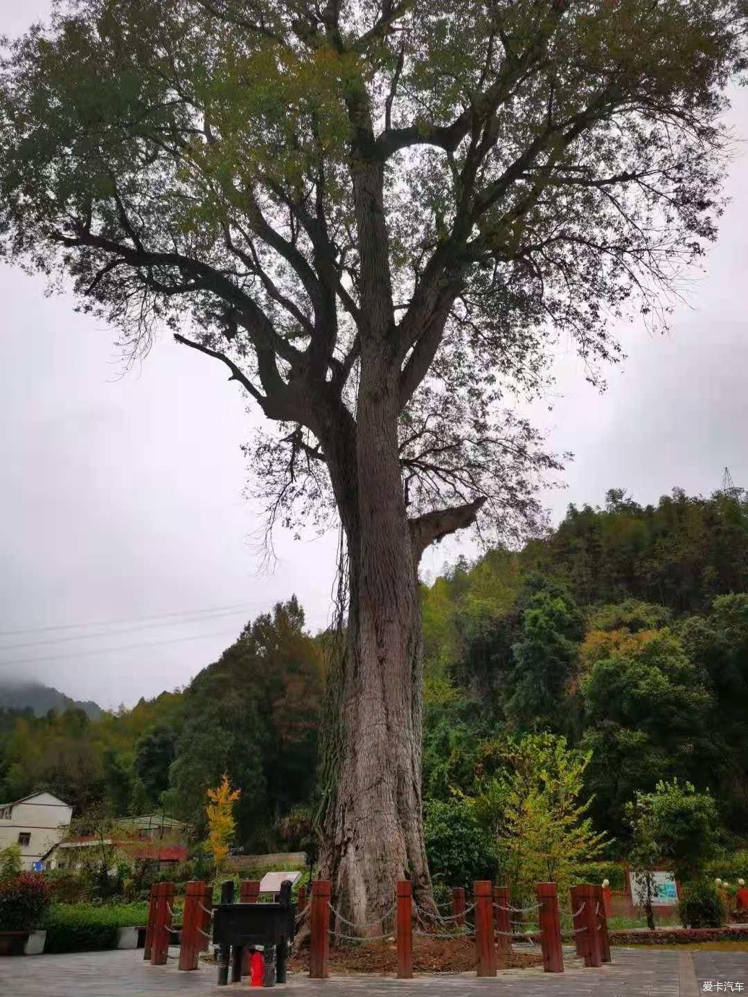 年终|【年终盛典】独恋深山那抹黄