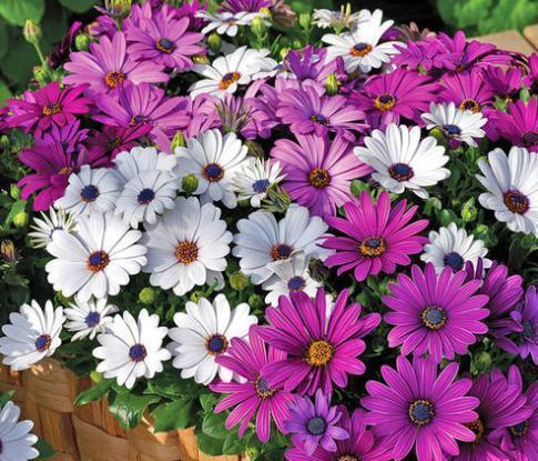 养花试试这几款，色彩艳丽，生长迅速，十分讨喜