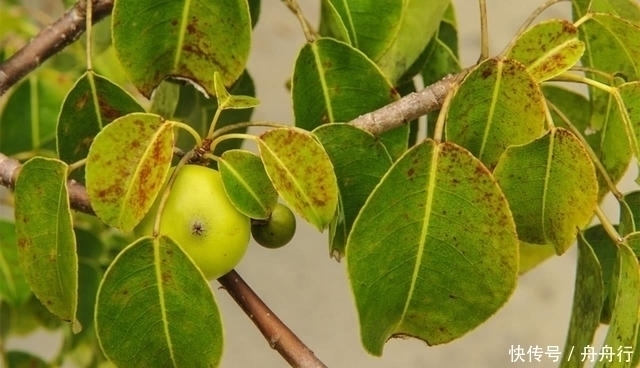 砍伐|世界上最“危险”的树不能砍伐不能烧,果实还有剧毒