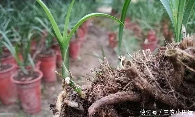 雨水|内炼一口气，不接触土壤都能生根，兰花原来是这么生长的