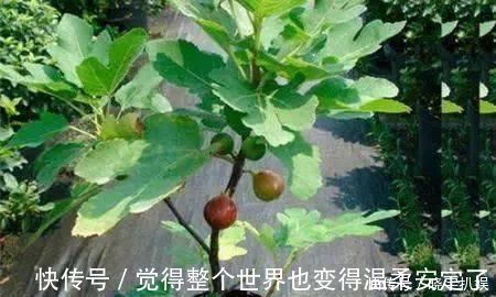 扦插|路边“3种树”，见了掰个枝，插盆就生根，做成盆景，寓意吉祥